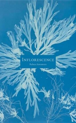 Inflorescence.jpg