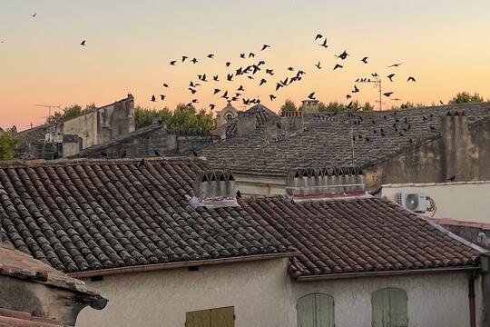 Étourneaux à Uzès pendant le festival Saveurs & Savoirs 2025