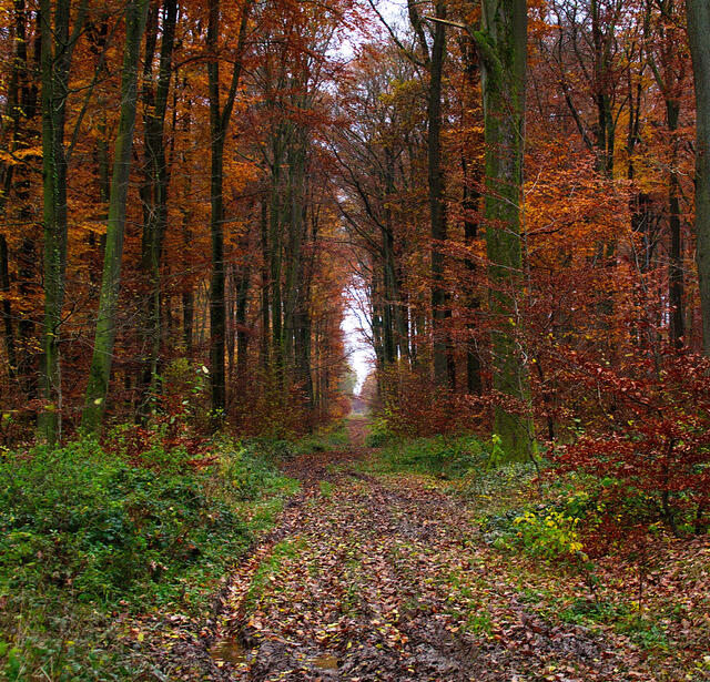 Librairie : la forêt dans tous les rayons0.jpg