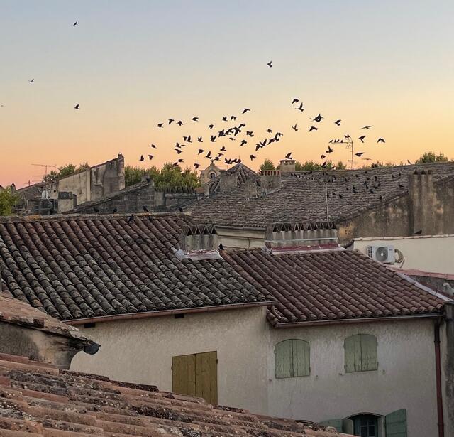 Étourneaux à Uzès pendant le festival Saveurs & Savoirs 2025