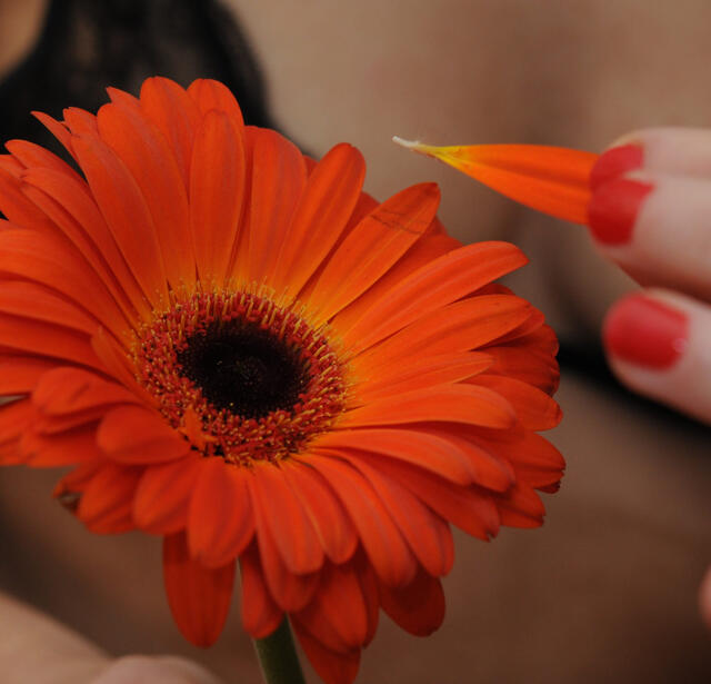 Image d'illustration pour la Saint Valentin