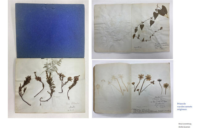 Prises de vue des carnets originaux de Rosa Luxemburg