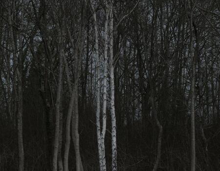 Forets  les livres qui racontent lurgence de preserver nos poumons verts0.jpg
