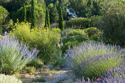 Laurent Dubreuil Botaniser lOdyssee Les Belles Lettres0.jpg