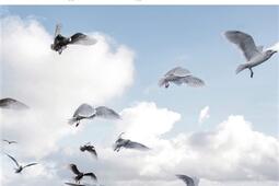 Dailleurs les poissons nont pas de pieds  chro_Gallimard_9782072704550.jpg