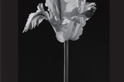 Flora  les fleurs de Mapplethorpe_Phaidon_9781838668440.jpg